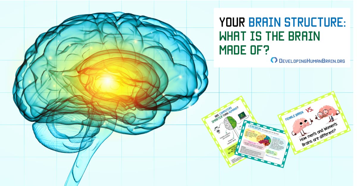 Your Brain Structure What Is The Brain Made Of Your Brain Structure What Is The Brain Made Of